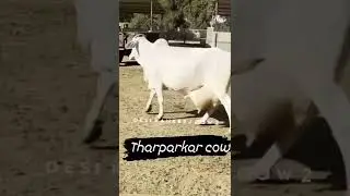 tharparkar cow