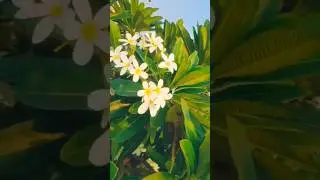 The Timeless Beauty Of Champa Flower 💮🌼💮#shorts #champa #flowers #garden