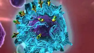 Allergic Cascade B1