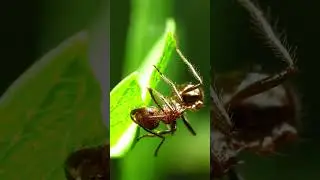 Ants morning #animals #муравьи #ants #insects #macro #муравьинаяферма #pets