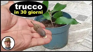 COME FAR NASCERE UNA GHIANDA in soli 30 giorni