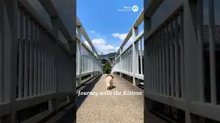 Exploring Japanese Residential Neighborhoods | Tiny Backpack Cat