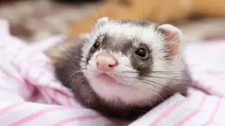 Funny And Cute Ferret Videos Compilation