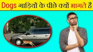 कुत्ते गाड़ियों के पीछे क्यों भागते है || why do dogs run after cars #trending #viral #factshop