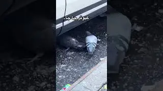 کبوتر جا جا۔