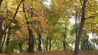 Balade en foret en automne - ambiance sonore