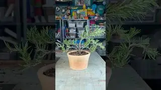 Making a rosemary plant into a bonsai