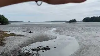 G101 Tidal Fluctuations, Low Tide, Casco Bay, Maine