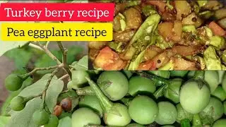 Turkey Berry Recipe | Pea Eggplant | Forest Brinjal Recipe