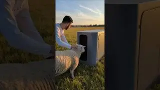 Effortless Sheep Shearing &ndash; Watch Wool Removed with Simple Precision! #farming #shortsviral #sheeplo