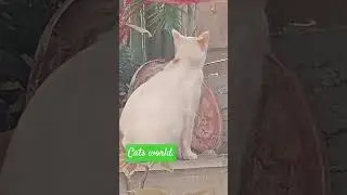 #cat # cat video# Balgit#youtubeindia #youtubeshorts .
