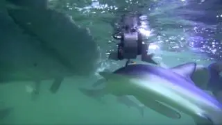 Diving With Blue Sharks In The Deep
