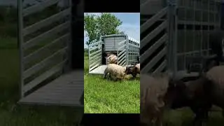 Sheep decks on a M-Tec livestock trailer