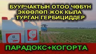 БУУРЧАККА ЗЫЯНЫ ЖОК, БИРОК ОТОО ЧӨПТҮ ӨЛТҮРГӨН 