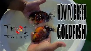 EP49. HOW TO BREED GOLDFISH | TKOI HOUSE STYLE