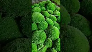 коЧки 💚 сколько здесь коЧек⁉️ #фитодизайн #мох