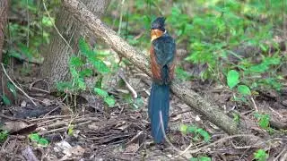 Chestnut-winged Cuckoo's call