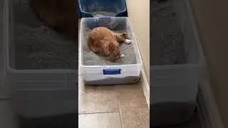 Funn Cat Video #funny