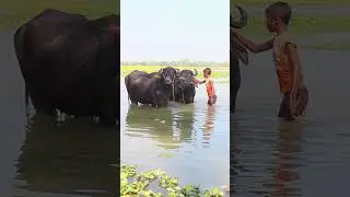 Bathing the buffalo #buffalo #bathing #cow