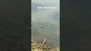 ikan nila merah berhasil di slamatkan #fishing #pasermania #ikan #tilapia #hunterfish #viralvideo
