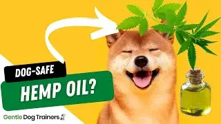 Hemp Oil For Dogs? Here's What You Need To Know!