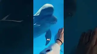Yangtze finless porpoise#animals #funnyanimal #funny #cute