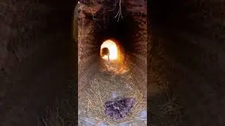 Hare vs Fox.🐰💥🦊Burrow Battle!Mother's Fury. Epic Escape Showdown #wildlife #nature #animals