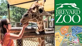 Brevard Zoo Highlights | Feeding the Giraffes & Seeing All the Animals