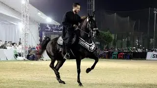 نور عزت مركز ثاني خيول غير مسجلة بطل ابطال و مصطفى كرم سرحان مهرجان الشرقية لأدب الخيول العربية 2025