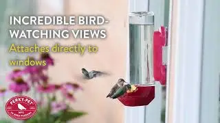Perky-Pet&reg; Window-Mount Glass Hummingbird Feeder | Benefits