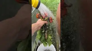 Cleaning the final beet harvest with the solar rain barrel pump