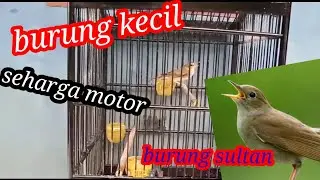 penampakan burung sikatan londo.II U2 FAMILY.BF