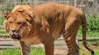 Top Facts About Liger | Ligers Are Offsprings Of A Male Lion And A Female Tiger | Hybrid Big Cats |