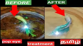 betta fish eyes popping out tamil |eye problem betta fish in tami |betta fish health problems tamil 