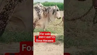 #farmtalk #शॉर्ट्स #forsale #shorts