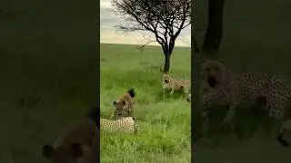 Now leopard saved | leopard life in danger #short #shorts #ytshorts