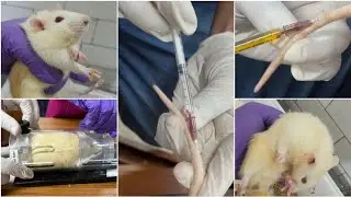 Intravenous (IV) drug administration in laboratory rats #laboratory #ivinjection #laboratorywork