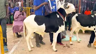 FOIRE CEB BERGERIE A SALIH