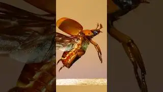 Scarab beetles in flight! #insects #entomology #science
