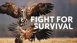 Nature&rsquo;s Deadliest Birds Under Threat