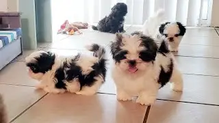 Happy 8 weeks old Shih Tzu