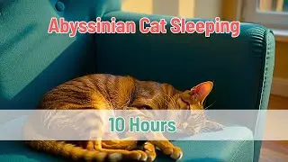 Abyssinian Cat Snoring ASMR 💤 Deep Sleep & Relaxation Sound (White Noise) 10 Hours