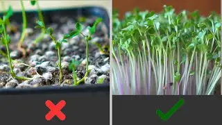 AVOID These Microgreen Growing Mistakes
