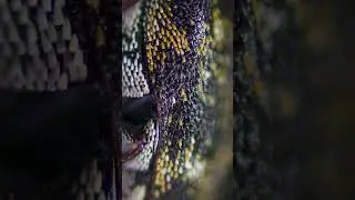 A Look At The Destructive Museum Beetle #insect #insectdiversity