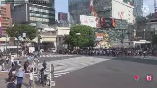 ネコtv放送事故