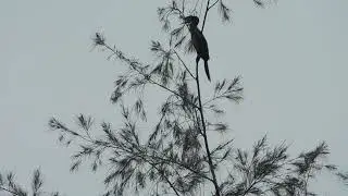 Oriental darter       *   Anhinga melanogaster     *   Змеешейка