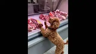 Ozzy going mad at the meat counter.  #puppy #dogs #shorts