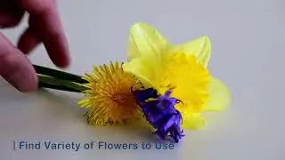 Tutorial: How to Prepare a Pollen Slide Sample from Flowers | Old Ted