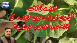 خربوزے کی کاشت،ضلع بدین میں بڑے سیزن خربوزے کی کاشت بجائے سے لے کر چنائی تک کی مکمل ویڈیو دیکھیں 