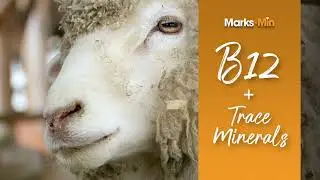 Marks-Min Low Copper Injectable Trace Mineral with Vitamin B12 for Sheep
